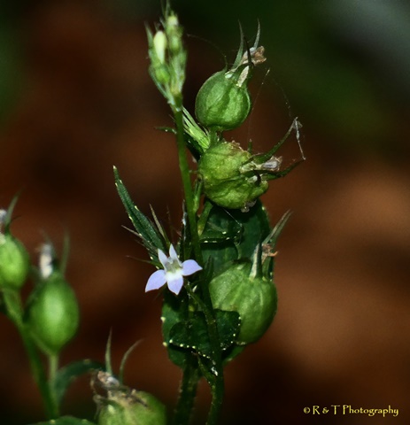 {Lobelia inflata}